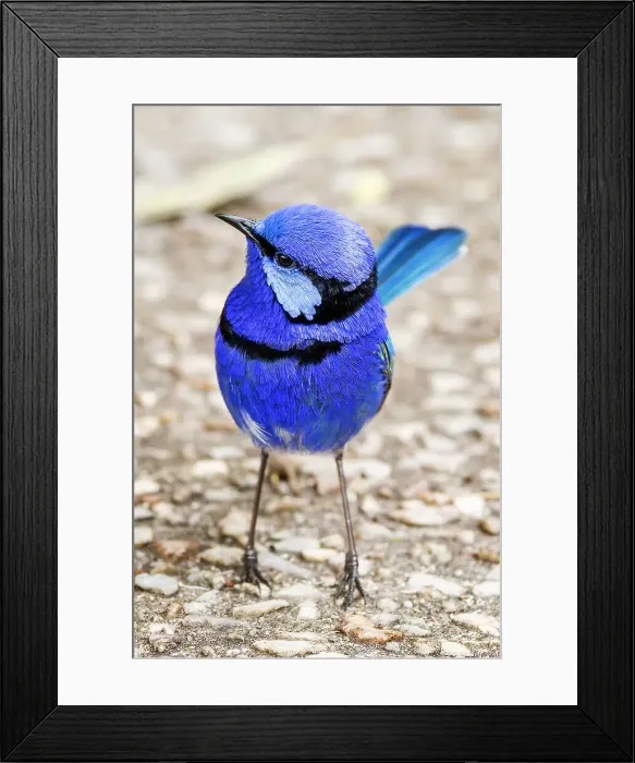 Framed Print : Male Splendid Fairywren - Malurus splendens Framed Print : Male Splendid Fairywren - Malurus splendens