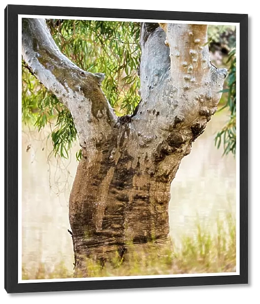 Gum Tree. Native Australian Gum Tree besides the Paroo River Qld