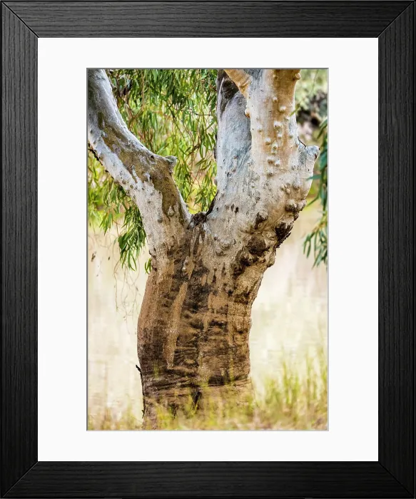 Framed Print : Gum Tree. Native Australian Gum Tree besides the Paroo River Qld