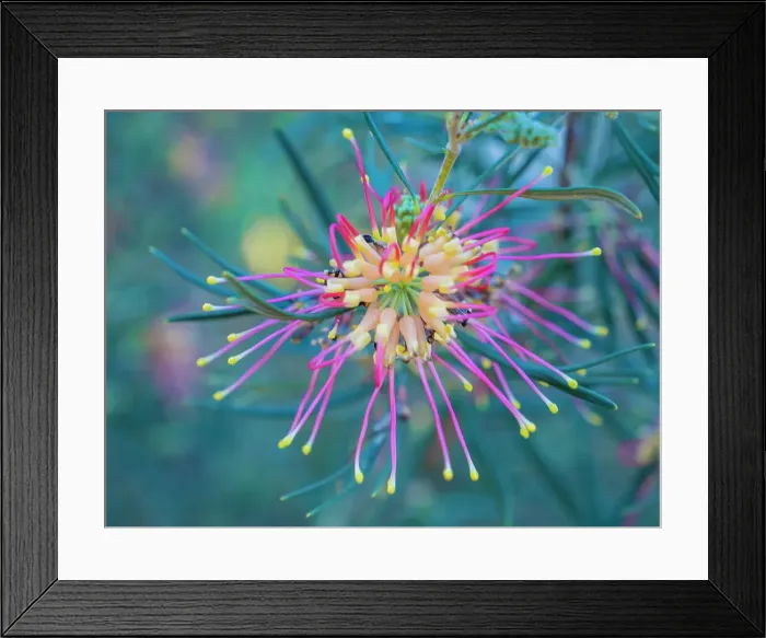 Framed Print : Semi Desert winter Wildflowers blooming in the McDonald Ranges of central Australia Framed Print : Semi Desert winter Wildflowers blooming in the McDonald Ranges of central Australia