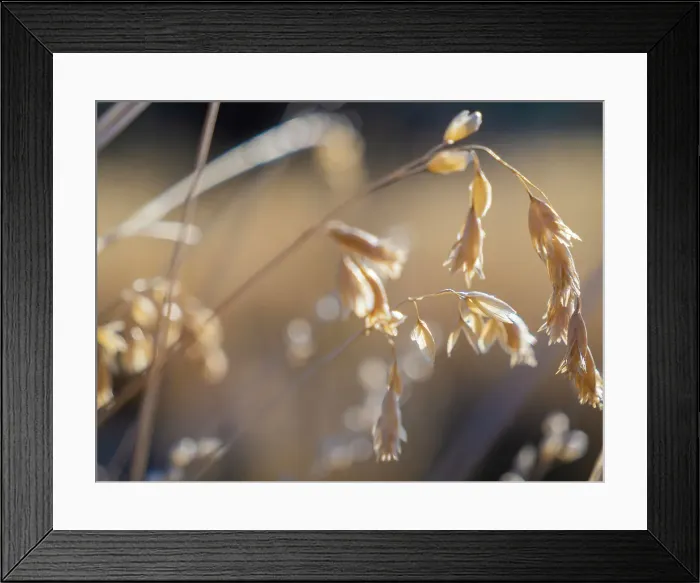 Framed Print : Semi Desert winter Wildflowers blooming in the McDonald Ranges of central Australia