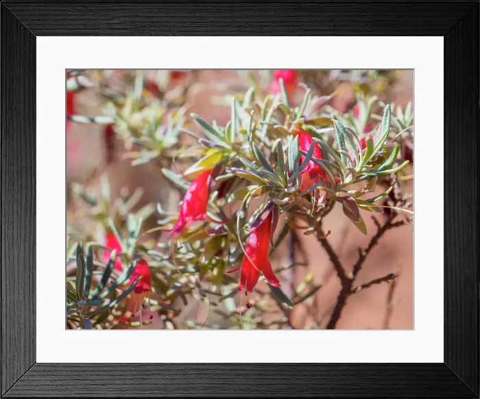 Framed Print : Semi Desert winter Wildflowers blooming in the McDonald Ranges of central Australia Framed Print : Semi Desert winter Wildflowers blooming in the McDonald Ranges of central Australia