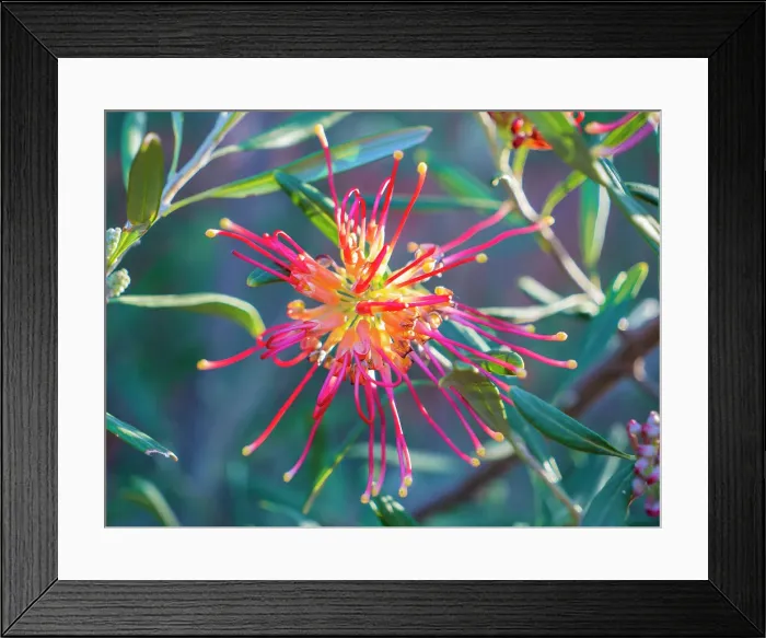 Framed Print : Semi Desert winter Wildflowers blooming in the McDonald Ranges of central Australia Framed Print : Semi Desert winter Wildflowers blooming in the McDonald Ranges of central Australia