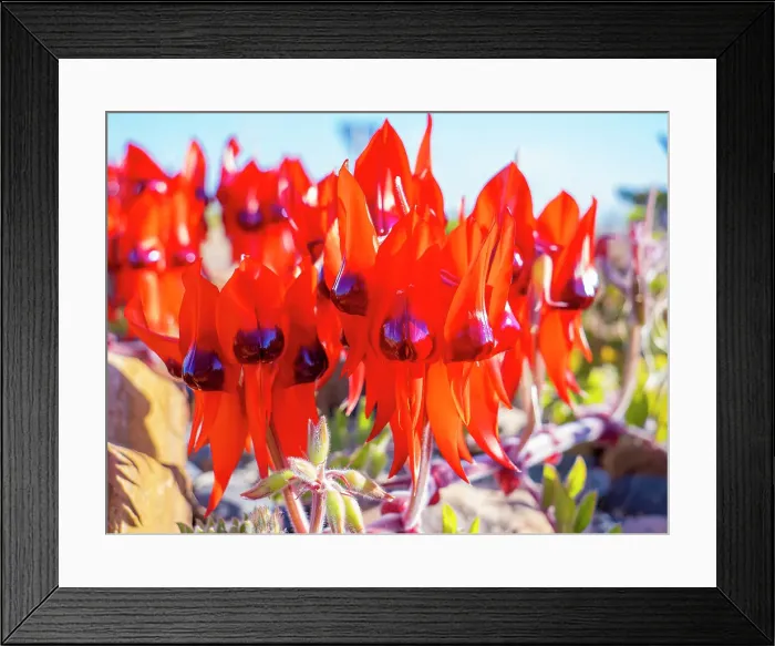 Framed Print : Semi Desert winter Wildflowers blooming in the McDonald Ranges of central Australia Framed Print : Semi Desert winter Wildflowers blooming in the McDonald Ranges of central Australia