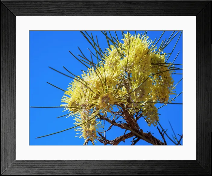 Framed Print : Semi Desert winter Wildflowers blooming in the McDonald Ranges of central Australia Framed Print : Semi Desert winter Wildflowers blooming in the McDonald Ranges of central Australia