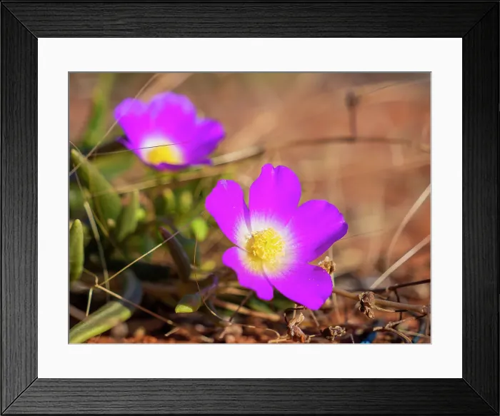 Framed Print : Semi Desert winter Wildflowers blooming in the McDonald Ranges of central Australia Framed Print : Semi Desert winter Wildflowers blooming in the McDonald Ranges of central Australia