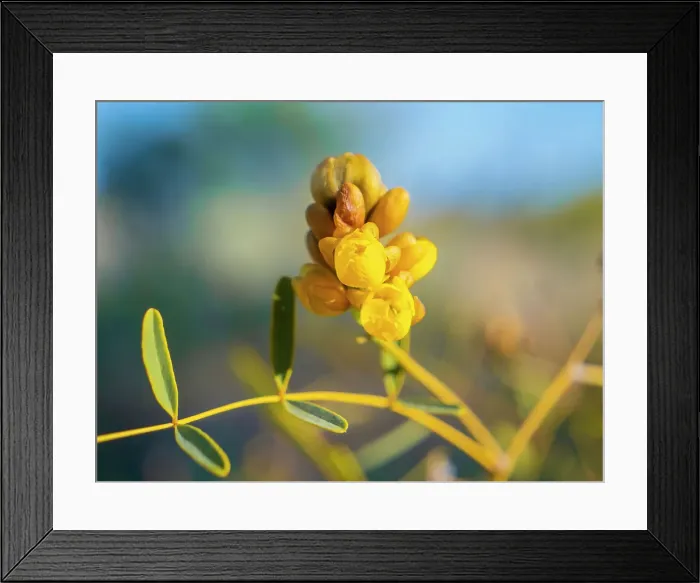 Framed Print : Semi Desert winter Wildflowers blooming in the McDonald Ranges of central Australia