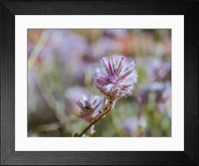 Framed Print : Semi Desert winter Wildflowers blooming in the McDonald Ranges of central Australia Framed Print : Semi Desert winter Wildflowers blooming in the McDonald Ranges of central Australia