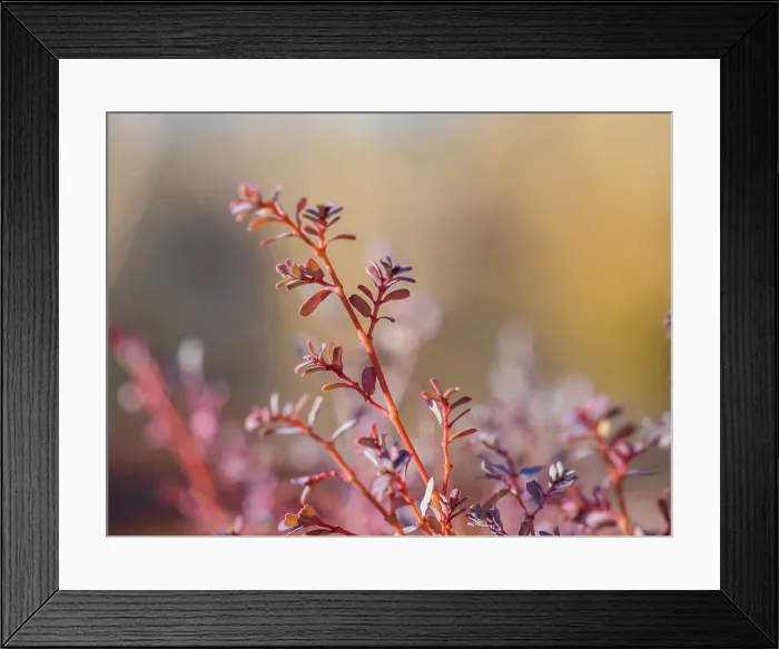 Framed Print : Semi Desert winter Wildflowers blooming in the McDonald Ranges of central Australia Framed Print : Semi Desert winter Wildflowers blooming in the McDonald Ranges of central Australia