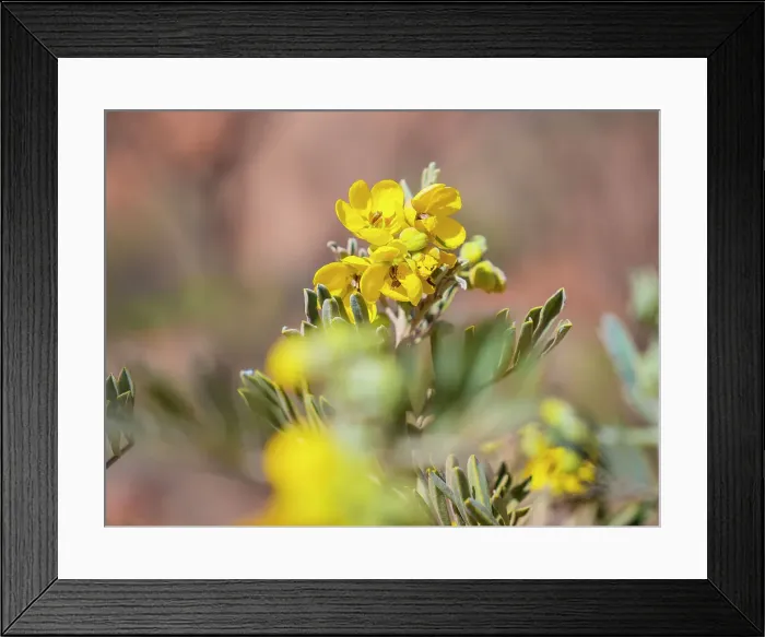 Framed Print : Semi Desert winter Wildflowers blooming in the McDonald Ranges of central Australia Framed Print : Semi Desert winter Wildflowers blooming in the McDonald Ranges of central Australia
