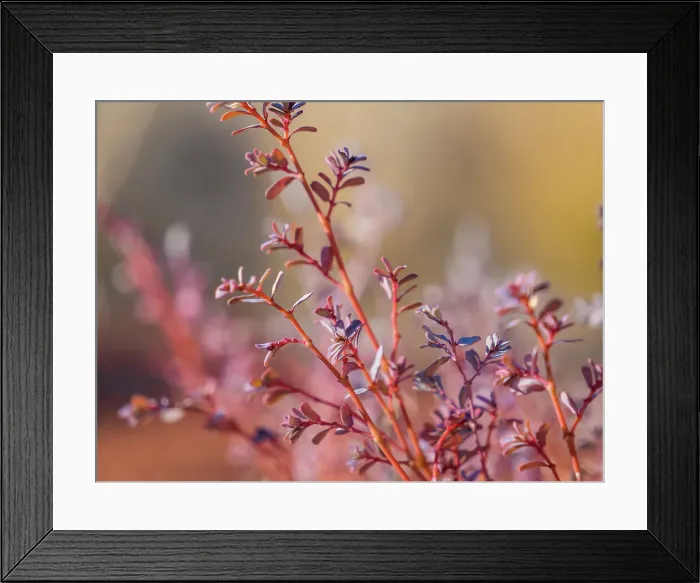 Framed Print : Semi Desert winter Wildflowers blooming in the McDonald Ranges of central Australia