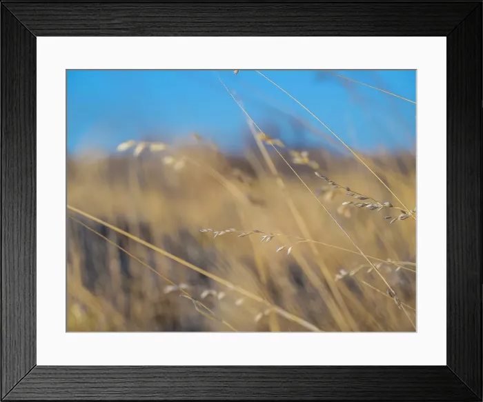 Framed Print : Semi Desert winter Wildflowers blooming in the McDonald Ranges of central Australia Framed Print : Semi Desert winter Wildflowers blooming in the McDonald Ranges of central Australia