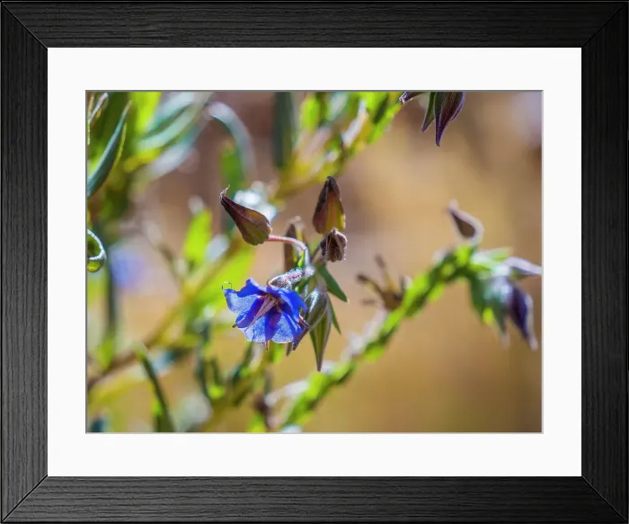 Framed Print : Semi Desert winter Wildflowers blooming in the McDonald Ranges of central Australia Framed Print : Semi Desert winter Wildflowers blooming in the McDonald Ranges of central Australia