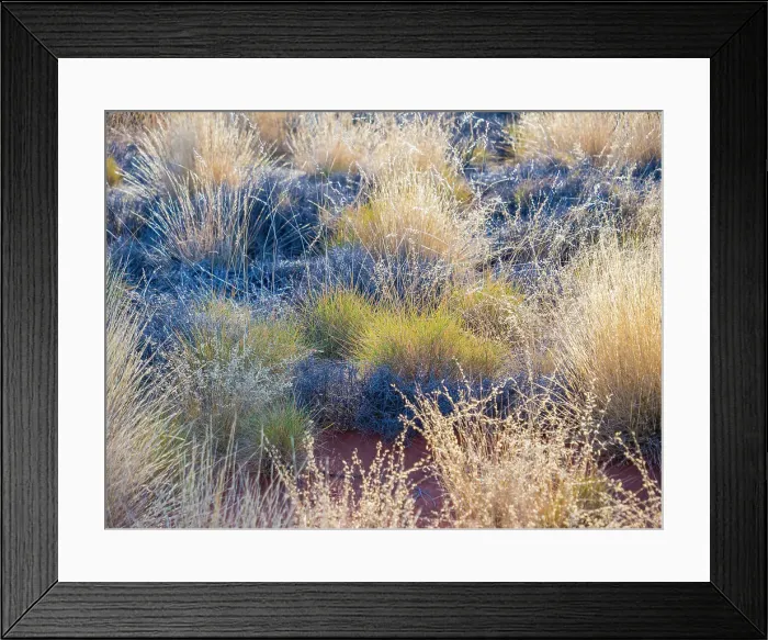 Framed Print : Semi Desert winter Wildflowers blooming in the McDonald Ranges of central Australia Framed Print : Semi Desert winter Wildflowers blooming in the McDonald Ranges of central Australia