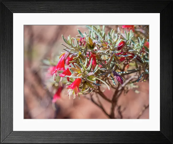 Framed Print : Semi Desert winter Wildflowers blooming in the McDonald Ranges of central Australia Framed Print : Semi Desert winter Wildflowers blooming in the McDonald Ranges of central Australia