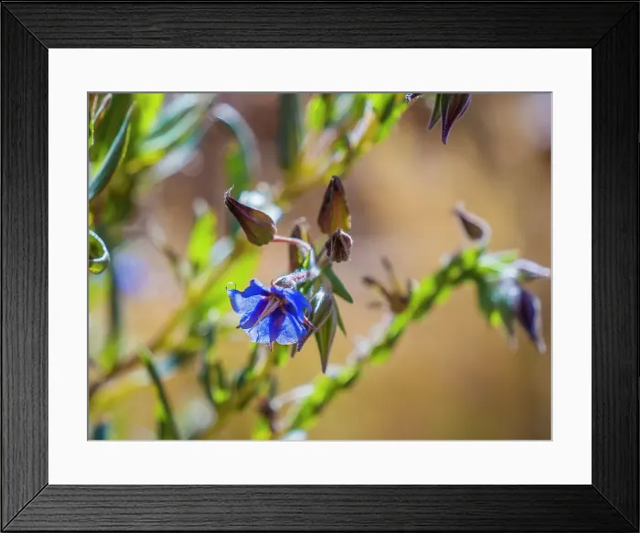 Framed Print : Semi Desert winter Wildflowers blooming in the McDonald Ranges of central Australia Framed Print : Semi Desert winter Wildflowers blooming in the McDonald Ranges of central Australia
