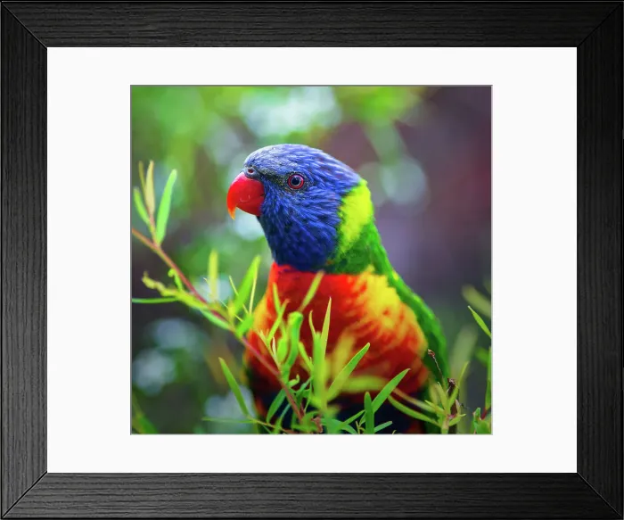 Framed Print : Rainbow Lorikeet Framed Print : Rainbow Lorikeet
