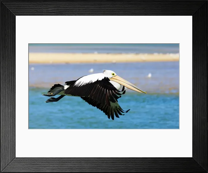 Framed Print : Pelican in flight Framed Print : Pelican in flight