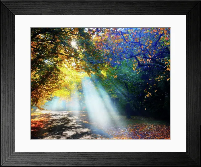 Framed Print : Autumn at Mt Wilson Framed Print : Autumn at Mt Wilson