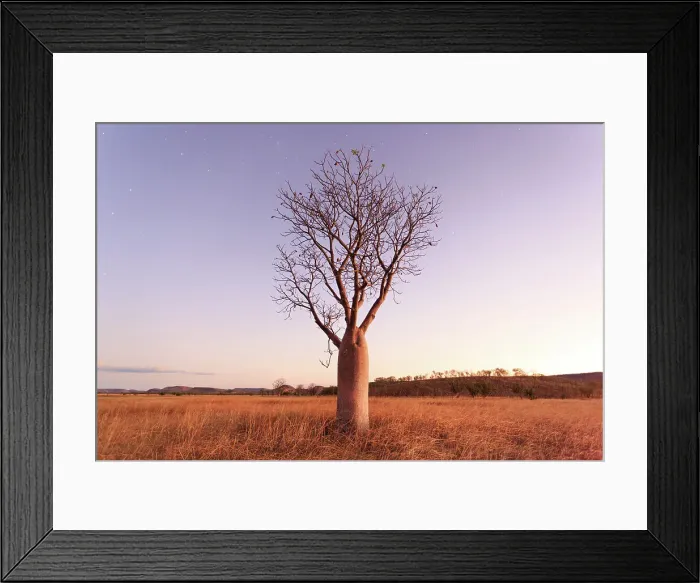 Framed Print : Stars and night sky over a Boab Tree. Parry Lagoons Nature Reserve. The Kimberley. Western Australia Framed Print : Stars and night sky over a Boab Tree. Parry Lagoons Nature Reserve. The Kimberley. Western Australia