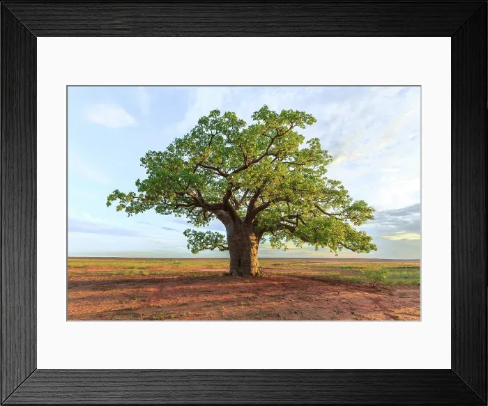Framed Print : Large boabab tree commonly called a Boab tree in Australia Framed Print : Large boabab tree commonly called a Boab tree in Australia