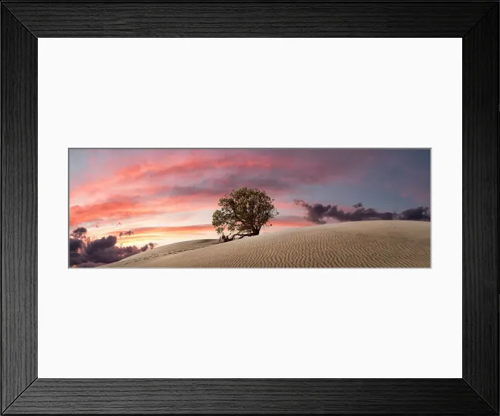 Framed Print : Tree Amongst the Dunes Framed Print : Tree Amongst the Dunes