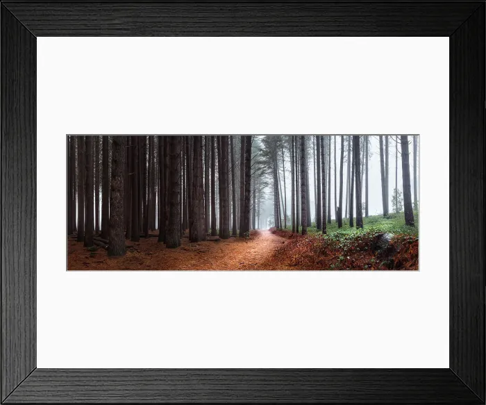 Framed Print : Sugar Pine Forest