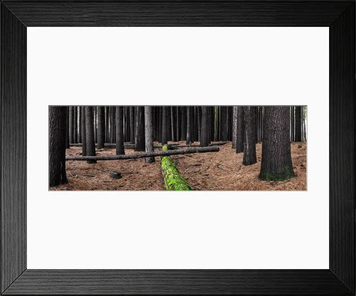 Framed Print : Sugar Pine Forest
