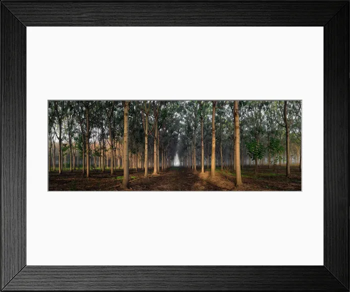 Framed Print : Paulowina Procession Framed Print : Paulowina Procession