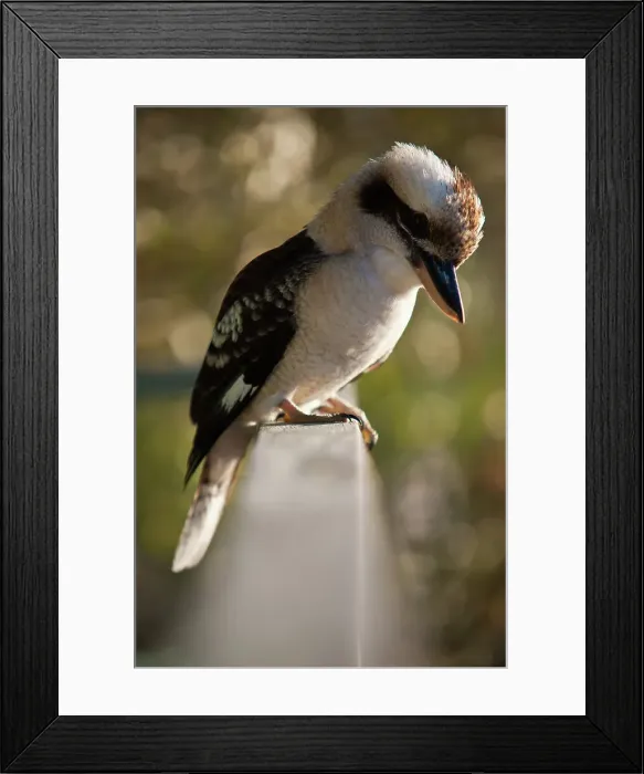Framed Print : Kookaburra perched