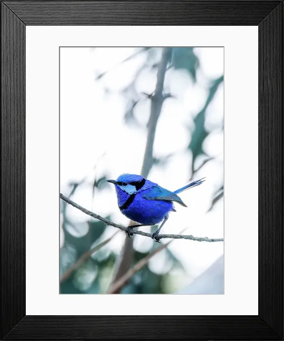 Framed Print : Perching Male Splendid Fairywren - Malurus splendens
