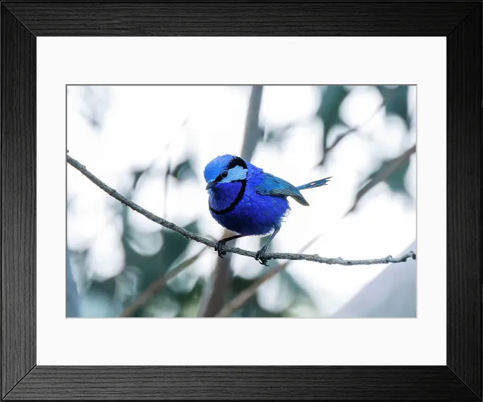 Framed Print : Perching Male Splendid Fairywren - Malurus splendens