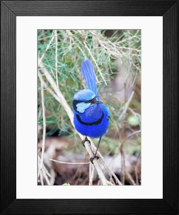 Framed Print : Male Splendid Fairywren - Malurus splendens Framed Print : Male Splendid Fairywren - Malurus splendens