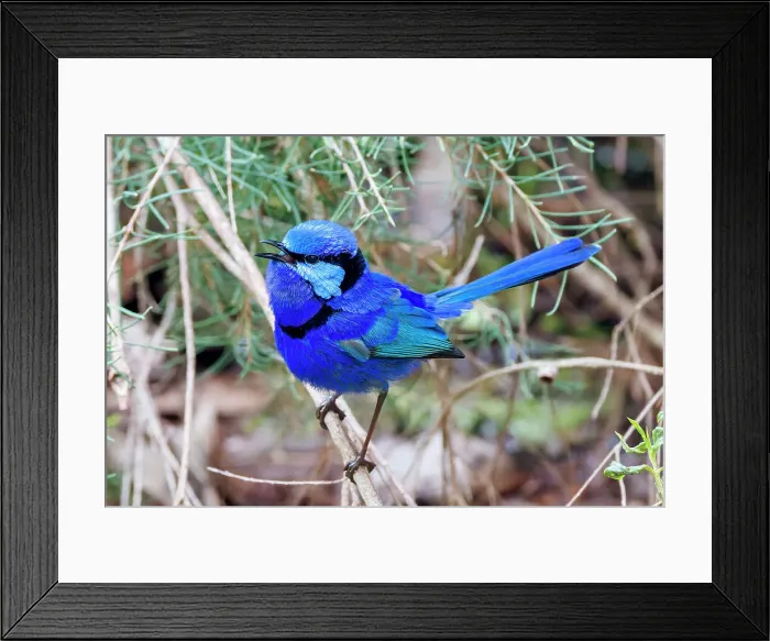 Framed Print : Male Splendid Fairywren - Malurus splendens Framed Print : Male Splendid Fairywren - Malurus splendens