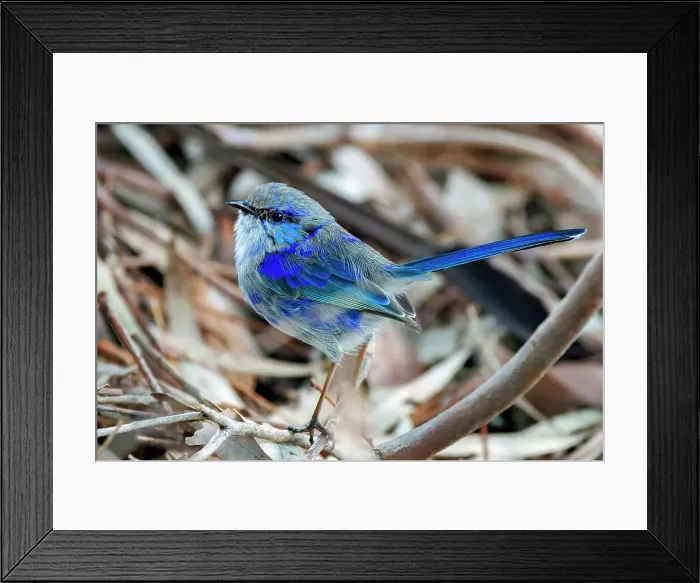 Framed Print : Male Splendid Fairywren - Malurus splendens Framed Print : Male Splendid Fairywren - Malurus splendens