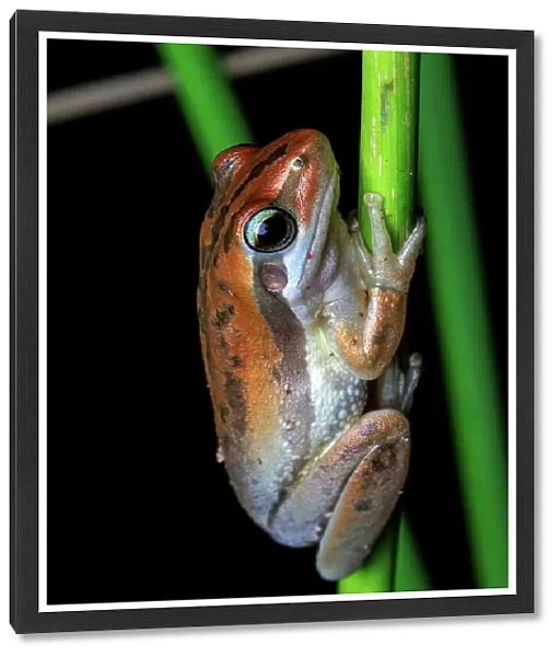 Slender Tree Frog - Litoria adelaidensis
