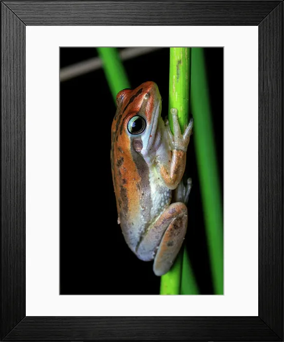 Framed Print : Slender Tree Frog - Litoria adelaidensis Framed Print : Slender Tree Frog - Litoria adelaidensis