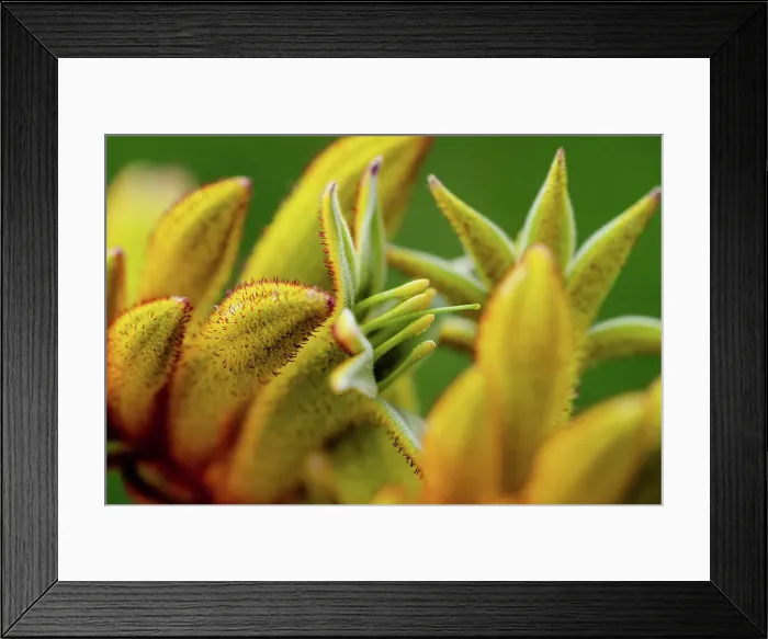 Framed Print : Macro image of the open flower of a Kangaroo Paw (Anigozanthos)