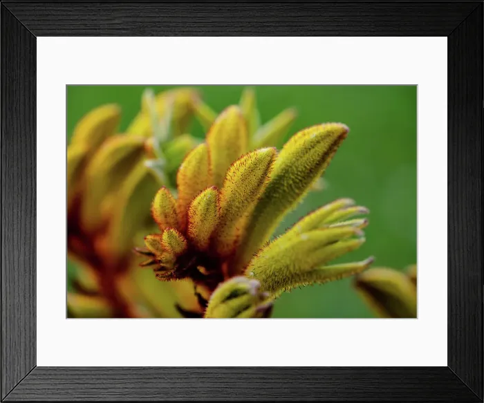 Framed Print : Yellow Flower of a Kangaroo Paw (Anigozanthos) Framed Print : Yellow Flower of a Kangaroo Paw (Anigozanthos)