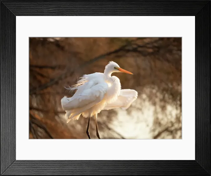 Framed Print : Eastern Great Egret Framed Print : Eastern Great Egret