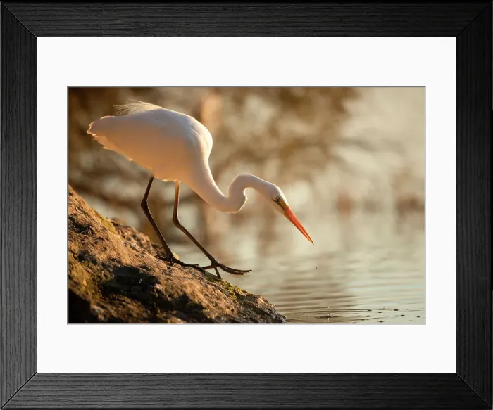 Framed Print : Hunter. The eastern great egret, a white heron in the genus Ardea