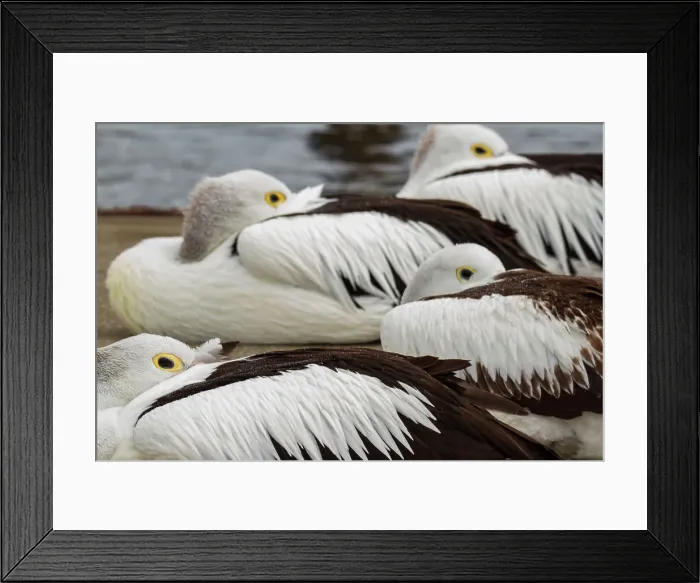 Framed Print : Nap Time. Hawks Nest, New South Wales, Australia - October 27, 2020 Framed Print : Nap Time. Hawks Nest, New South Wales, Australia - October 27, 2020