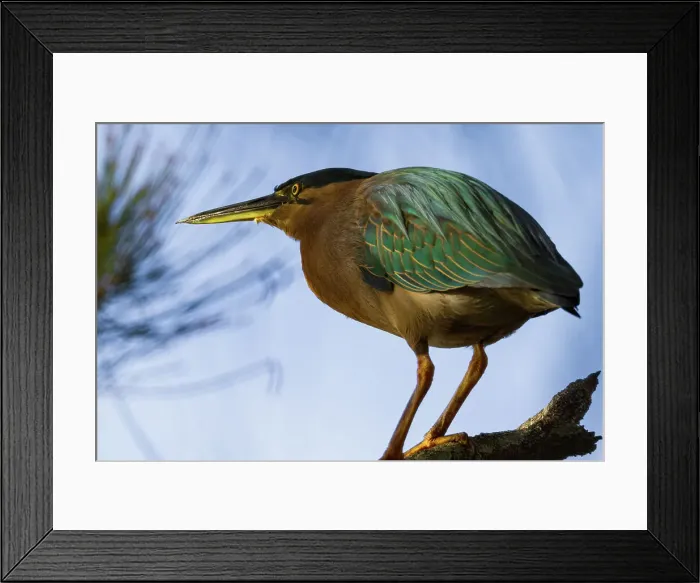 Framed Print : Vivid Colour - Striated Heron Framed Print : Vivid Colour - Striated Heron