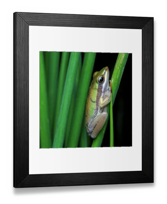 Framed Print : Slender Tree Frog - Litoria adelaidensis Framed Print : Slender Tree Frog - Litoria adelaidensis