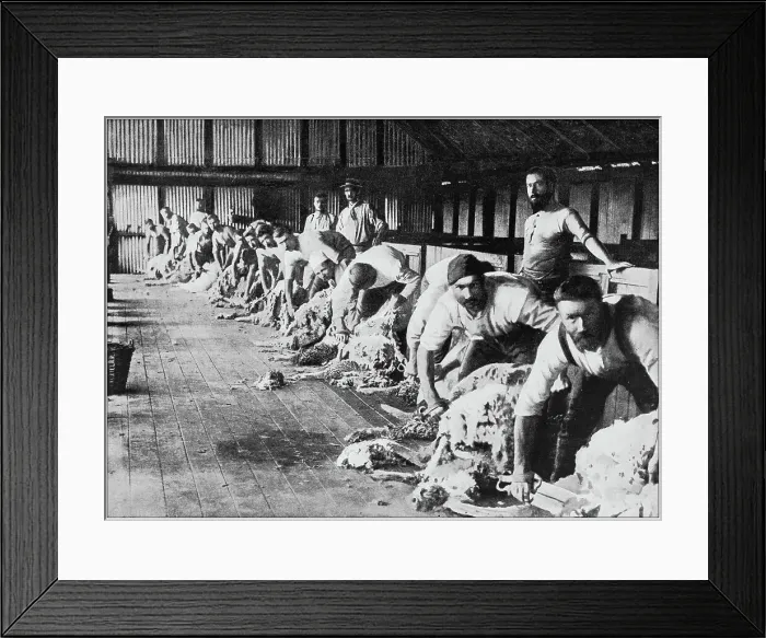 Framed Print : Antique photograph of the British Empire: Wool production in Australia Framed Print : Antique photograph of the British Empire: Wool production in Australia