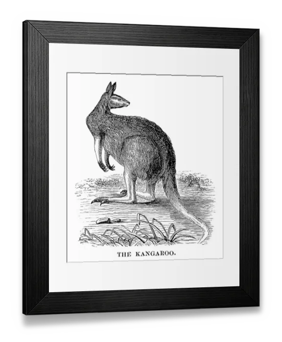 Framed Print : Kangaroo - Scanned 1880 Engraving Framed Print : Kangaroo - Scanned 1880 Engraving