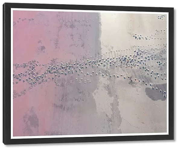 Drone view point of the pink shades of color, patterns and textures over Pink Lake waters with dark salty sandy soil