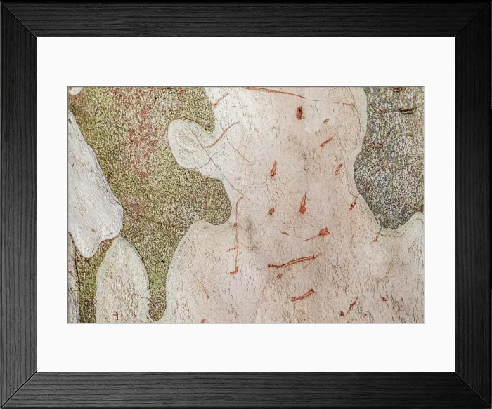 Framed Print : Close up of the natural patterns in the bark of a tree Framed Print : Close up of the natural patterns in the bark of a tree