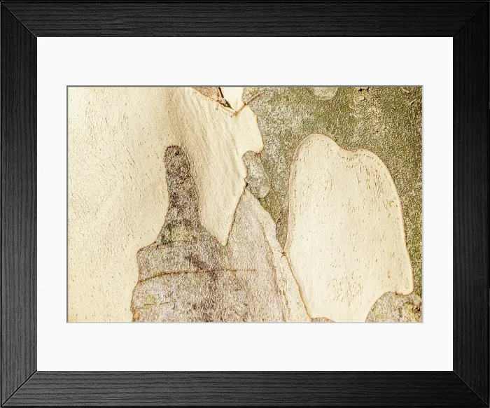 Framed Print : Close up of the natural patterns in the bark of a tree