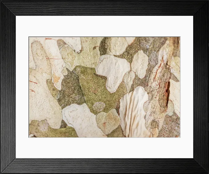 Framed Print : Close up of the natural patterns in the bark of a tree